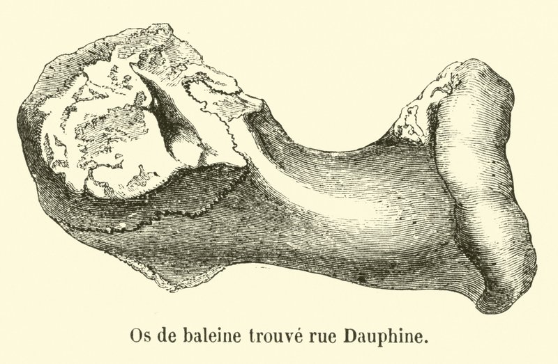 ドフィネ通りで発見されたクジラの骨 作： フランス語学校