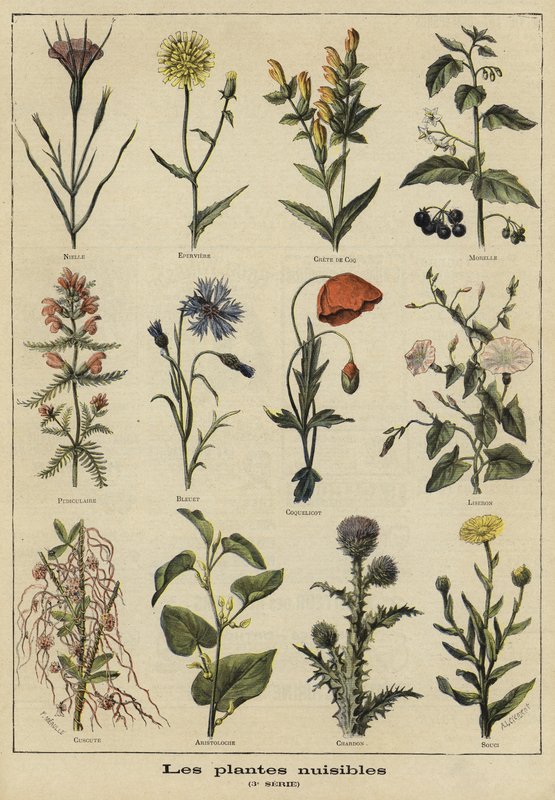 農業に有害な植物 作： フランス語学校