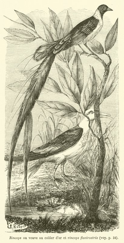 Rincops or golden-necked widow and rincops flavirostris (engraving) 作： フランス語学校