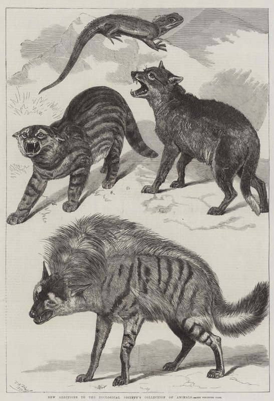動物学会の動物コレクションへの新しい追加 作： フリードリッヒ・ヴィルヘルム・キール
