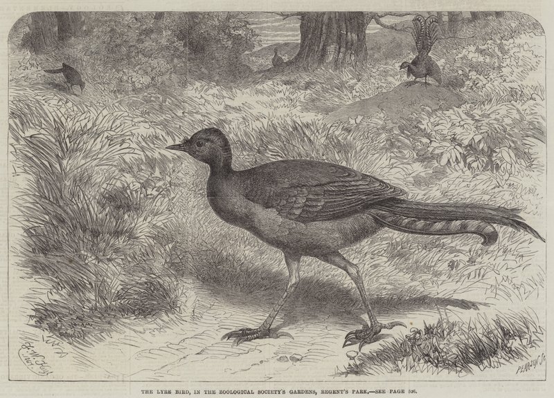 動物学協会の庭園、リージェンツパーク内のLyre Bird 作： フリードリッヒ・ヴィルヘルム・キール