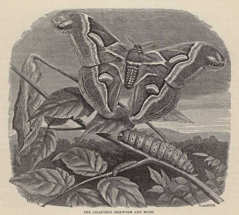 Ailanthus Silkworm and Moth (in engraving) 作： フリードリヒ・シュペヒト