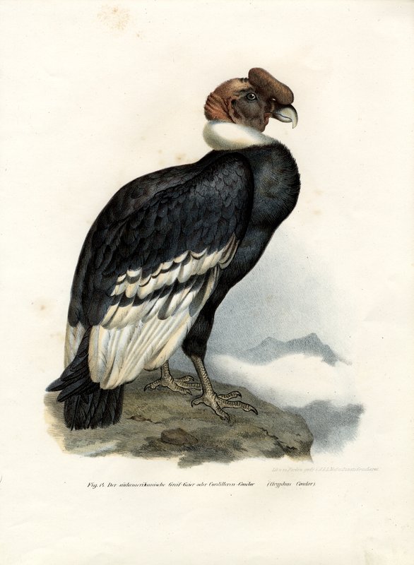 日本画　アンデスコンドル　鳥　赤　B1サイズ German_School_-