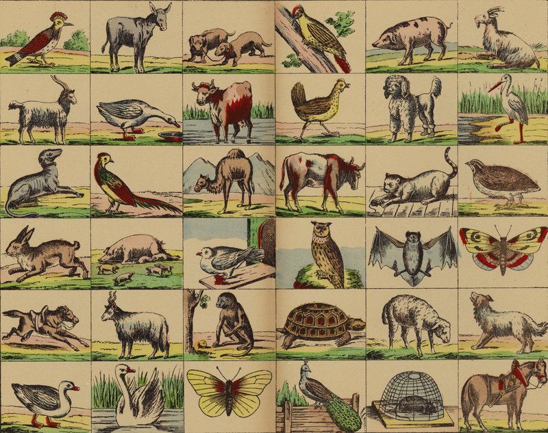 動物と鳥の写真 作： ドイツ語学校