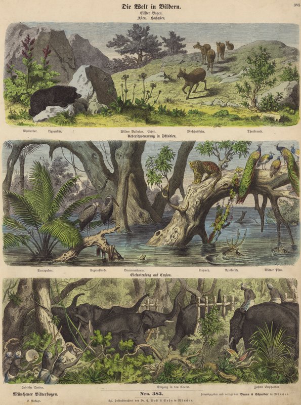 アジア：山の動物と植物、インド東部の洪水、セイロンでの象の捕獲（カラー図版 作： ドイツ語学校