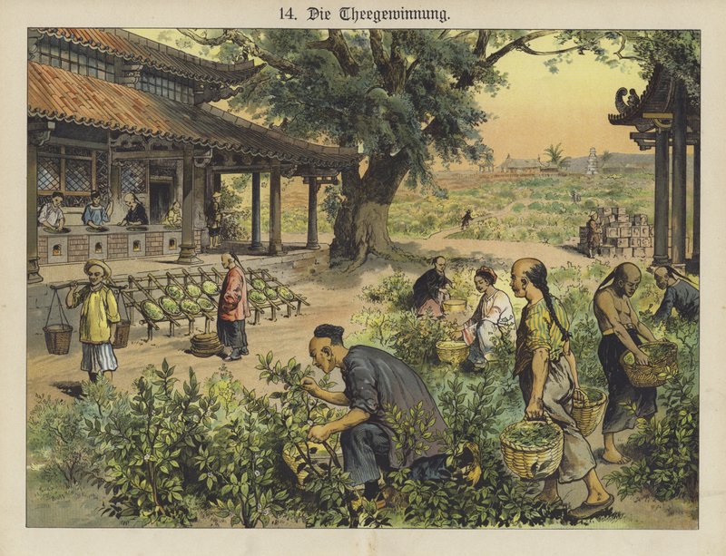 中国の茶畑（カラーリトグラフ 作： ドイツ語学校