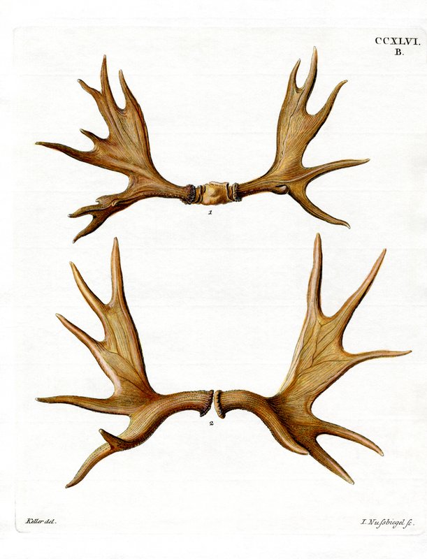 German_School_-_Moose_Antlers_
