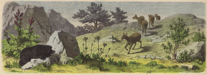 アジアの山地の植物と動物（カラー彫刻版 作： ドイツ語学校