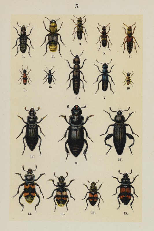 The Young Beetle-Collector