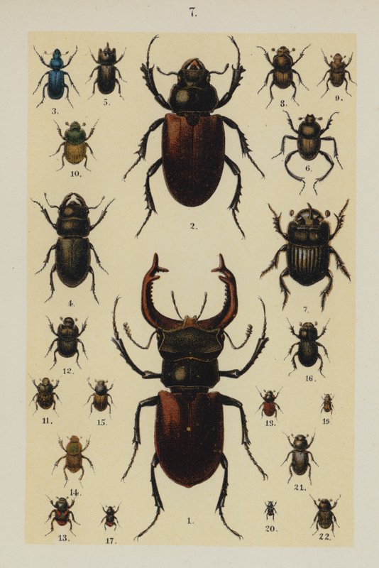 The Young Beetle-Collector