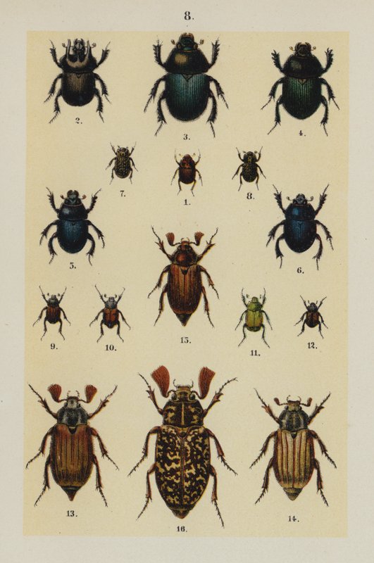 The Young Beetle-Collector