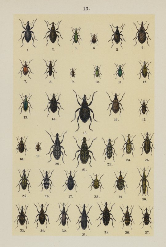 The Young Beetle-Collector