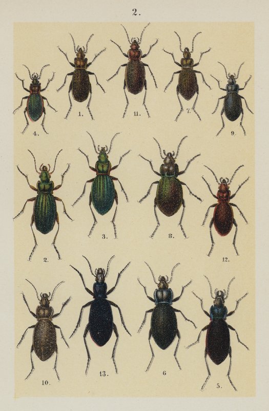 The Young Beetle-Collector