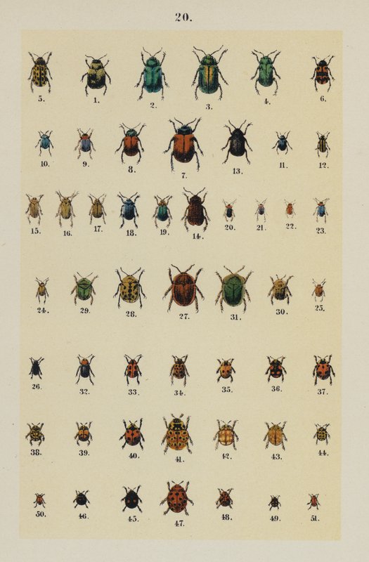 The Young Beetle-Collector