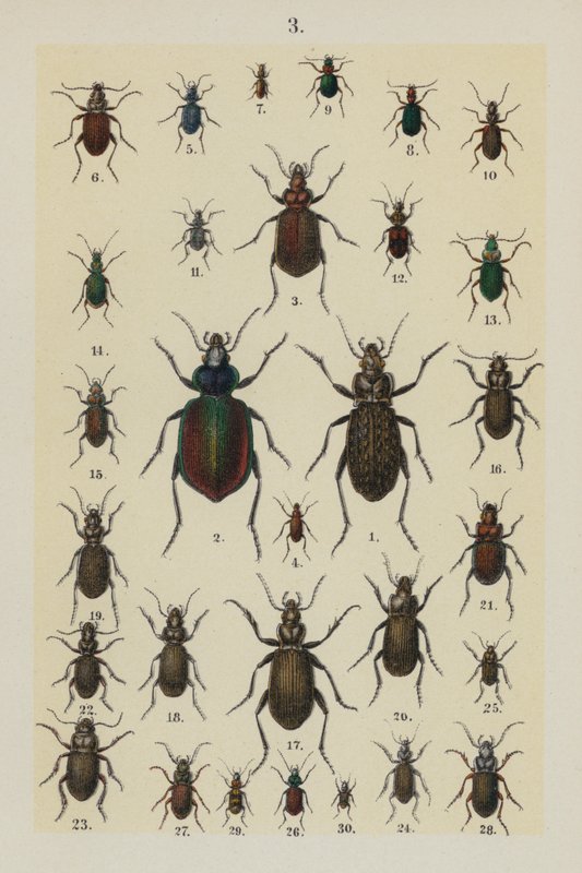 The Young Beetle-Collector