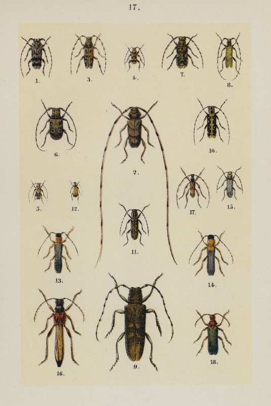 The Young Beetle-Collector