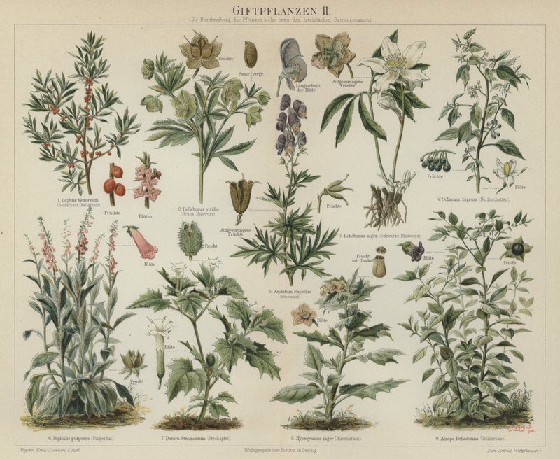 毒のある植物（カラーリトグラフ 作： ドイツ語学校