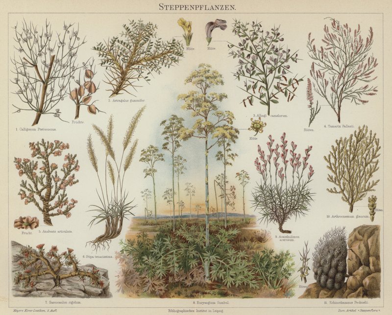 草原の植物（カラー写真 作： ドイツ語学校