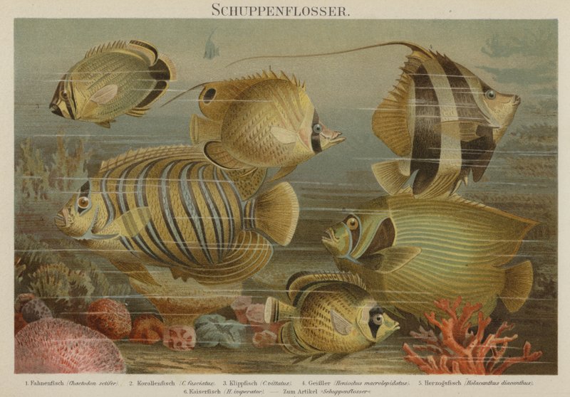 熱帯の海の魚 作： ドイツ語学校