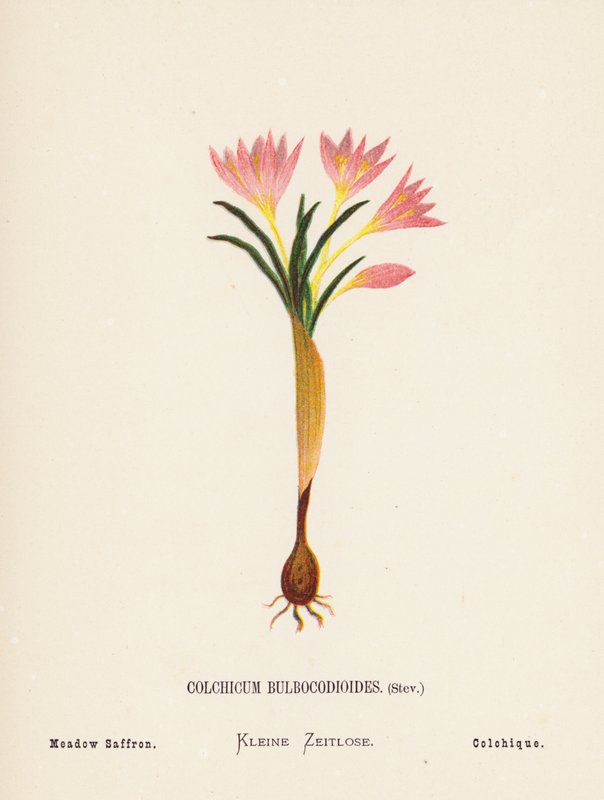 聖地の野の花：コルチカム・ブルボコディオイデス、ステフ；草原サフラン（カラー版画） 作： ハンナ・ゼラー