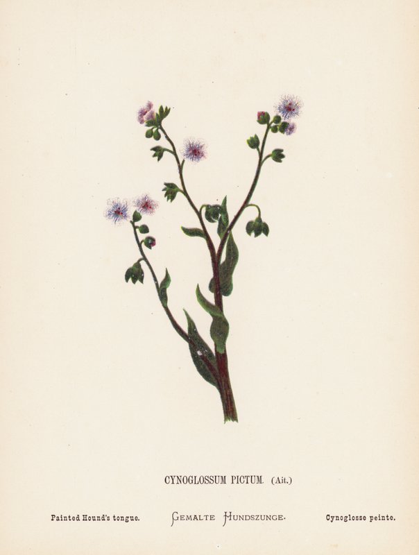 聖地の野の花：シノグロッサム・ピクトゥム、アイト；ペインテッド・ハウンド・タン（カラー版画） 作： ハンナ・ゼラー