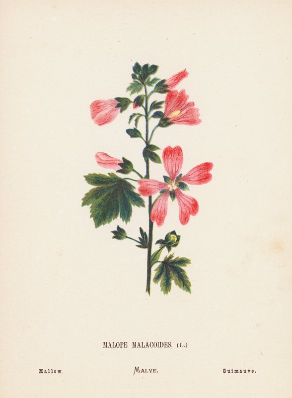 聖地の野の花マロペ・マラコイデス；アオイ（カラー版画） 作： ハンナ・ゼラー