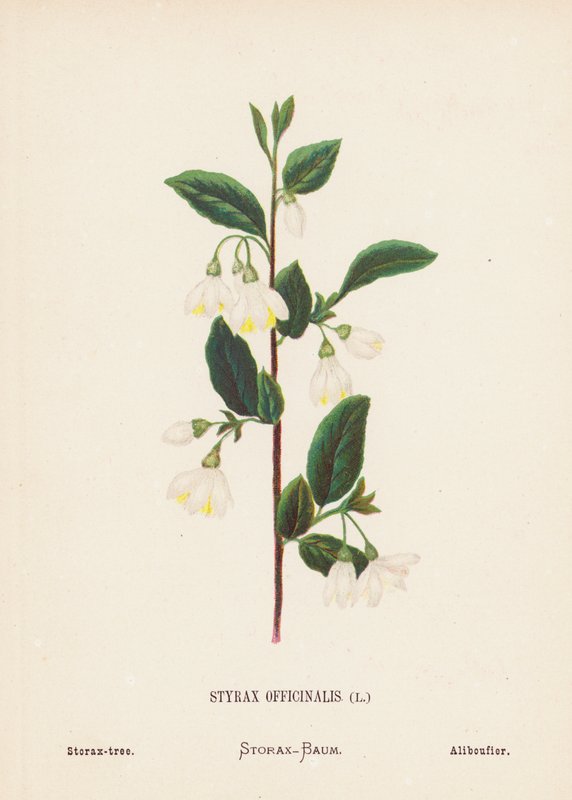 聖地の野の花Styrax Officinalis; Storax-ツリー（カラーエングレーヴィング） 作： ハンナ・ゼラー