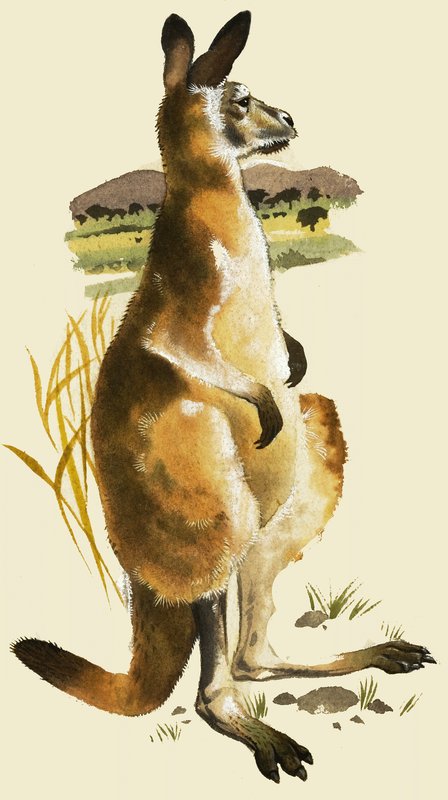 カンガルー 作： ハロルド・タンブリン・ワッツ