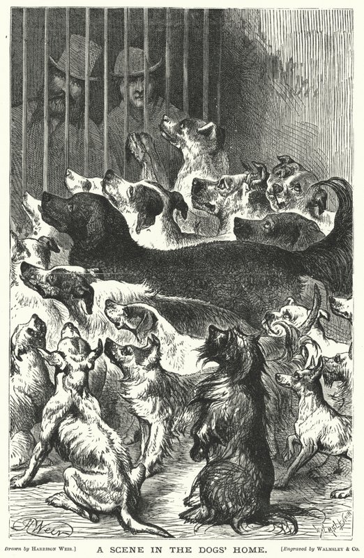 犬の家のシーン 作： ハリソンウィリアムウィアー