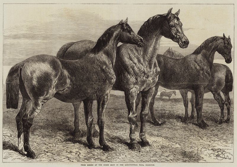 イズリントン農業ホールでの馬ショーでの馬の賞 作： ハリソンウィリアムウィアー