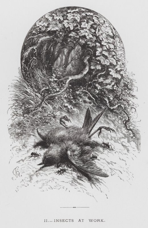 The Insect: Insects at Work (Engraving) 作： ヘクター・ジャコメリ