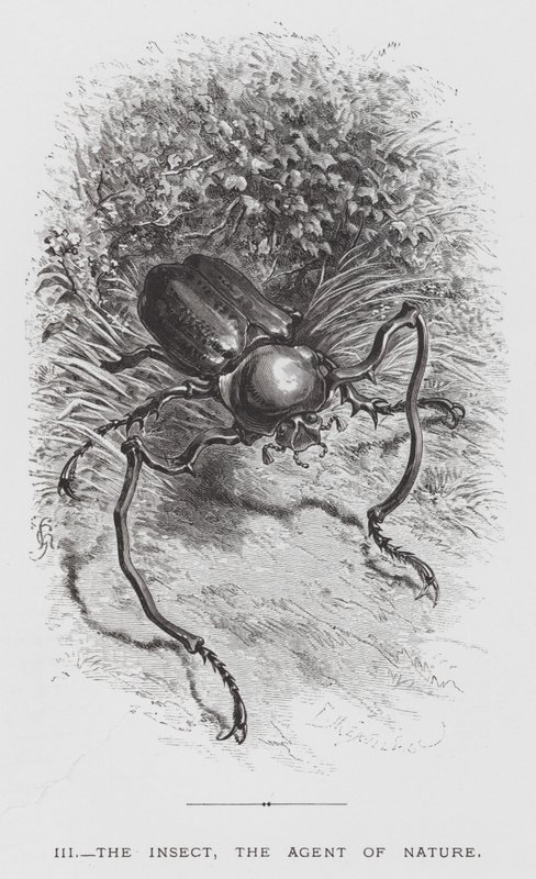 昆虫：自然の代理人である昆虫（彫刻作品 作： ヘクター・ジャコメリ