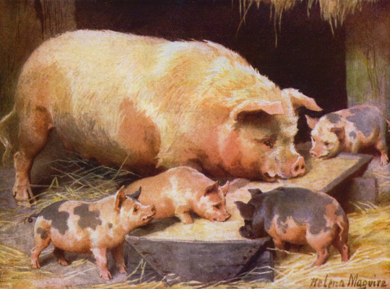 雌豚と子豚 (カラーリソ)