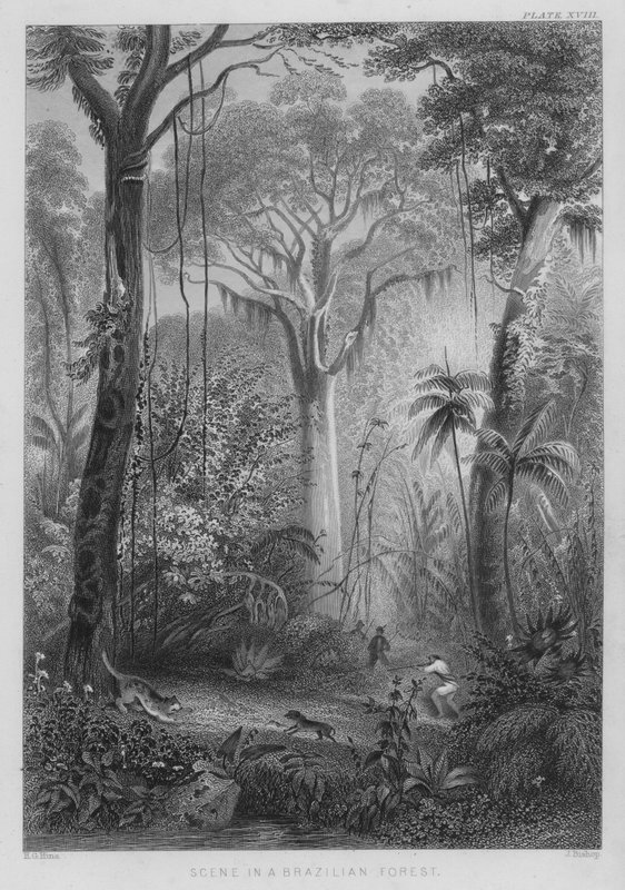 ブラジルの森の風景（彩色済み彫刻 作： ヘンリー・ジョージ（後）ハイン