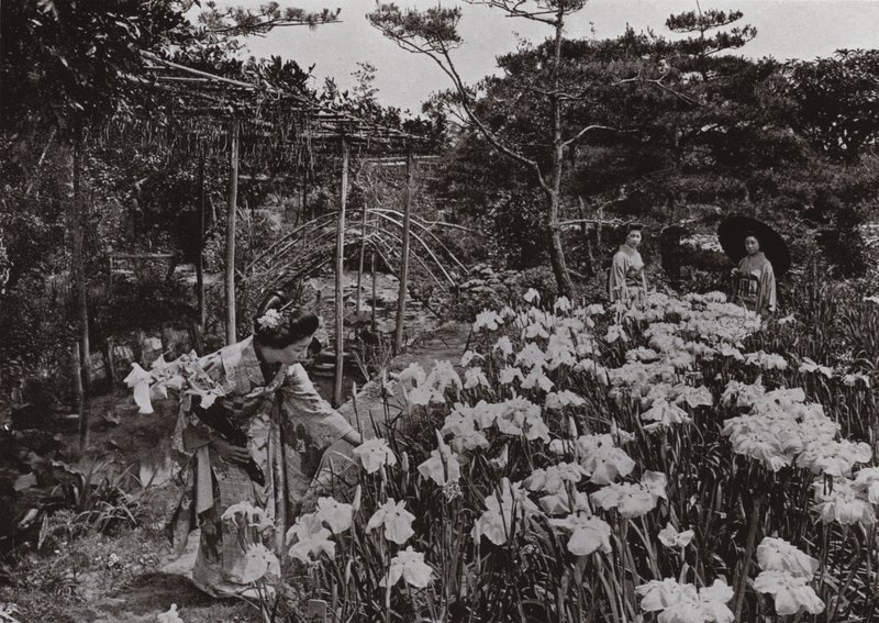 堀切の花菖蒲園にて（モノクロ写真 作： ハーバート・ポンティング