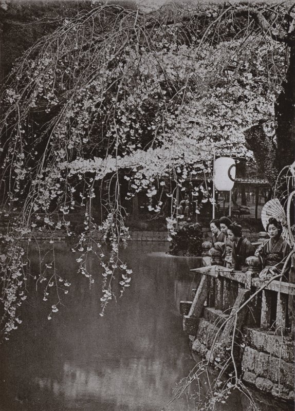 日本の桜の時期（モノクロ写真 作： ハーバート・ポンティング