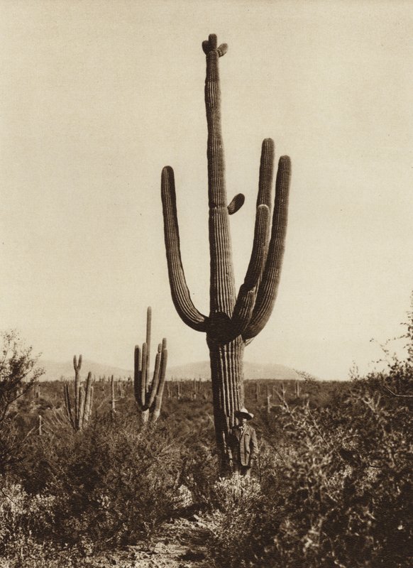 メキシコ：ソノラ州マグダレナ周辺での "Cereus giganteus"（モノクロ写真） 作： ウーゴ・ブレーメ