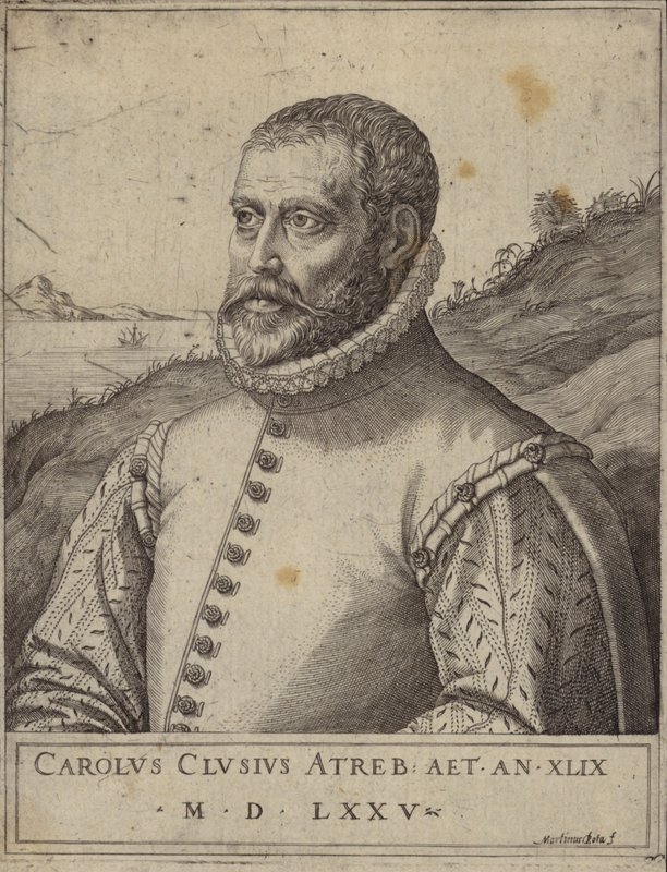 Carolus Clusiusの肖像 作： イタリア語学校