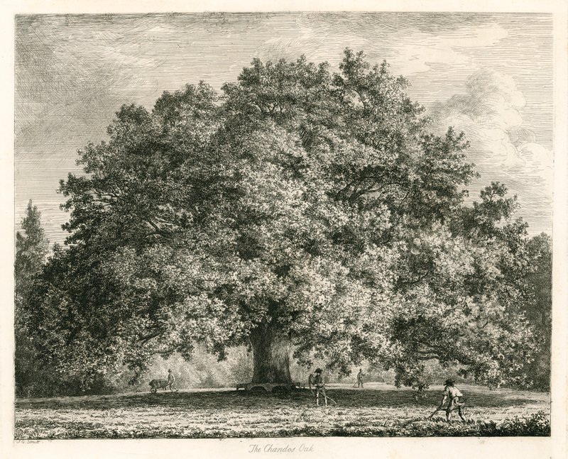 The Chandos Oak、Michendon House、サウスゲート、ロンドン 作： ジェイコブ・ジョージ・ストラット