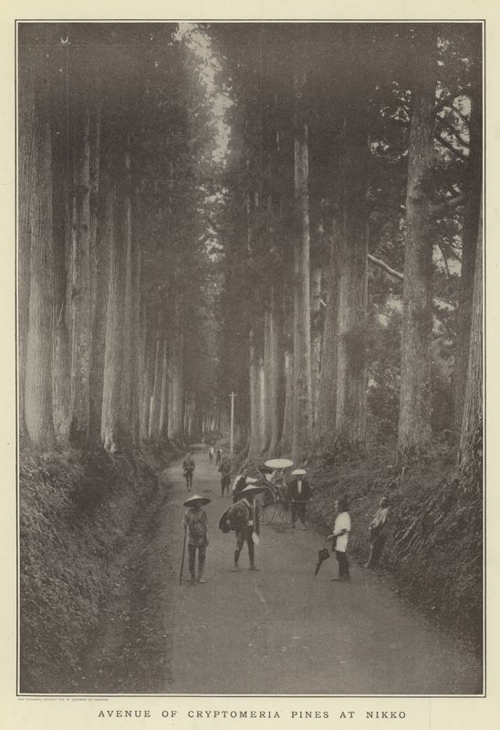 日光のスギの松の通り 作： 日本の写真家