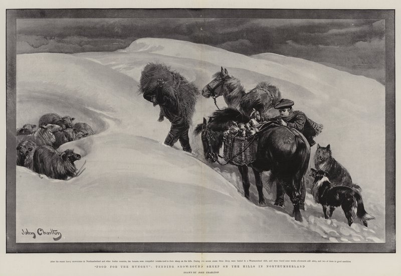 ノーサンバーランドの丘の上の空腹の、雪に覆われた羊の世話をする食べ物 作： ジョン・チャールトン