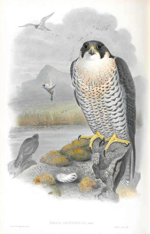 Anton Znaniecki ハヤブサ Falcon 絵画 Anton Znaniecki ハヤブサ