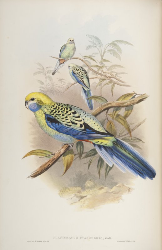 4月限定特価！Feather and Brush：オーストラリア鳥類芸術300年 オーストラリアの鳥のジョングールド作、1840年のPlatycerus cyanogenus