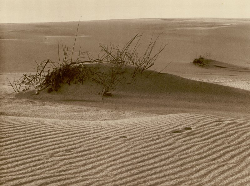 Rossitten の北にある Curonian Spit の移動する砂丘。 Rossitten の北にあるクルシュー砂州の砂丘 1 つを移動 (b/w 写真) 作： カート・ヒールシャー