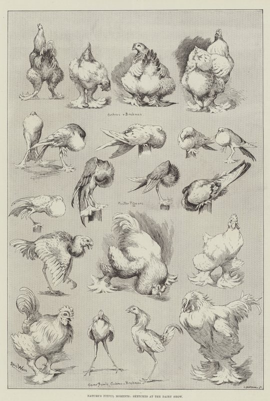 Nature&39;s Fitful Moments、Sketches at the Dairy Show 作： ルイス・ウェイン