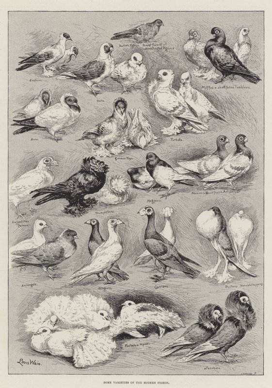 現代の鳩のいくつかの品種 作： ルイス・ウェイン