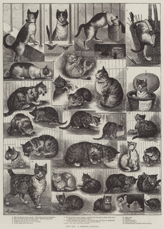 私たちの猫、国内史 作： ルイス・ウェイン
