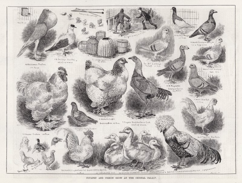 クリスタル・パレスでの家禽と鳩のショー(エングレービング) 作： ルイス・ウェイン