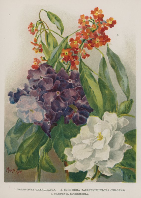 Franciscea Grandiflora、Euphorbia Jacqueniaelflora、Fulgens、Gardenia Intermedia 作： マリー・ロー