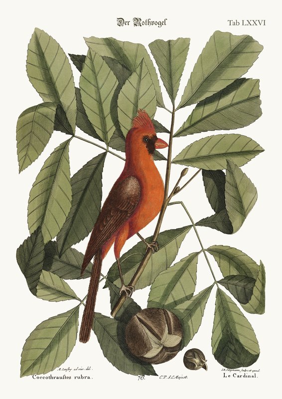 Mark_Catesby_-